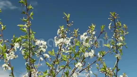 盛开的樱桃的白色花朵视频的预览图