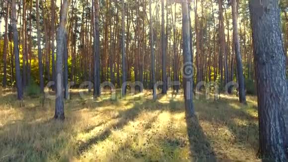 飞槽森林树木树林太阳耀斑自然背景视频的预览图