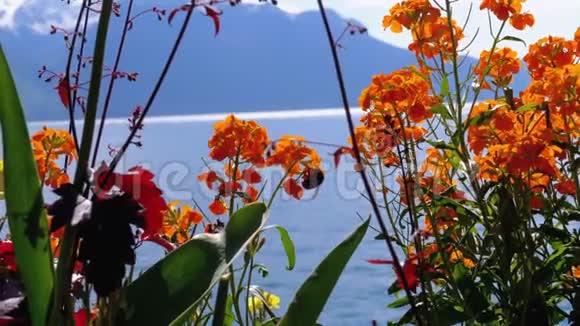 花对高山山脉和日内瓦湖在蒙特勒河岸瑞士视频的预览图