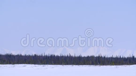 雪山背景下的冬林视频的预览图