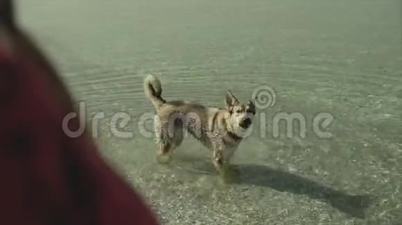 女孩喜欢在夏天和她的狗在海滩上轻松散步在海里的狗从无人驾驶飞机上看到空中景色视频的预览图