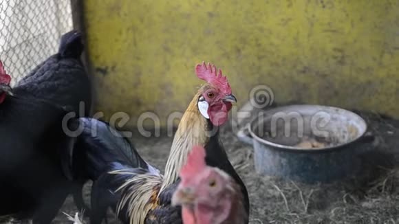 早晨站在传统的农村谷仓上的金色公鸡的头上五颜六色的长尾凤凰视频的预览图