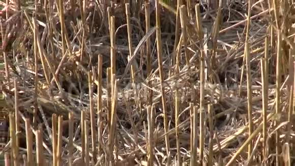 农田收割后的夏末麦秸茬视频的预览图