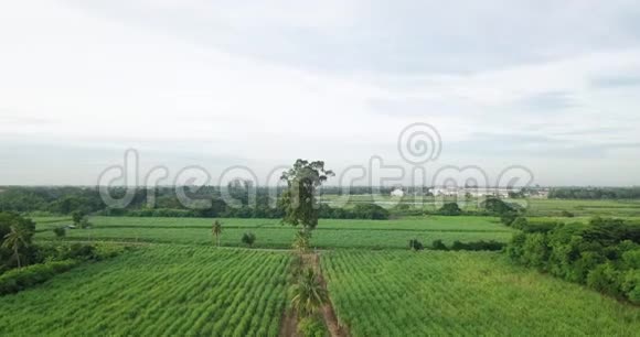 泰国乡村甘蔗或农业鸟瞰图视频的预览图