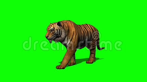 老虎走在绿色的屏幕上视频的预览图