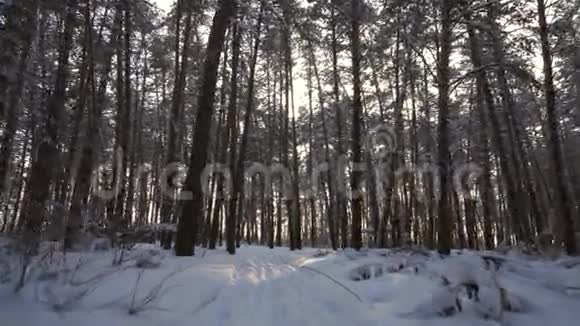 冬日森林里夕阳从松树树干上流下来视频的预览图
