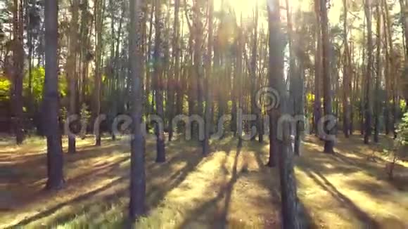 飞槽森林树木树林太阳耀斑自然背景视频的预览图