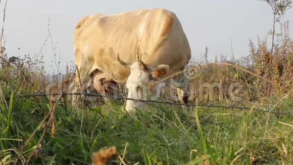 牛在一片草地上视频的预览图