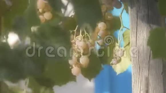 白葡萄换葡萄酒视频的预览图