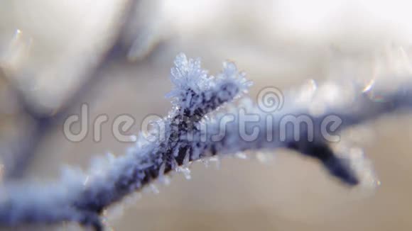 冬天雪中冻枝背景中英美草茎视频的预览图