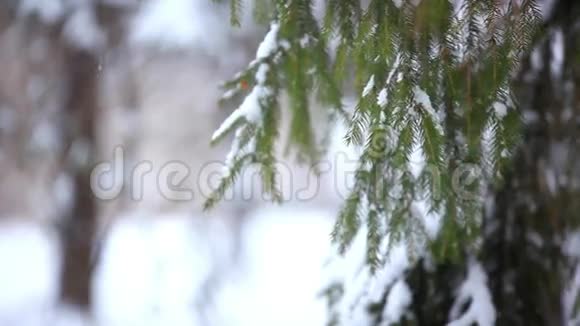 冬天雪覆盖着树枝圣诞节视频的预览图