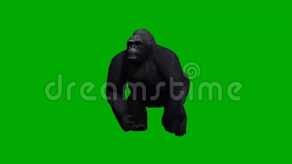 大猩猩在没有阴影的绿色屏幕下奔跑视频的预览图