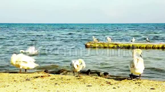 沙滩特写镜头上的天鹅野鸟视频的预览图