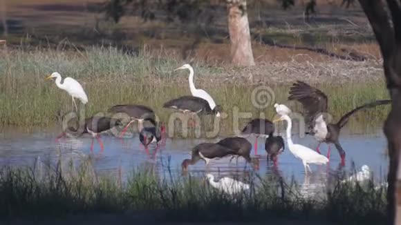 在湿地钓鱼的鸟群视频的预览图