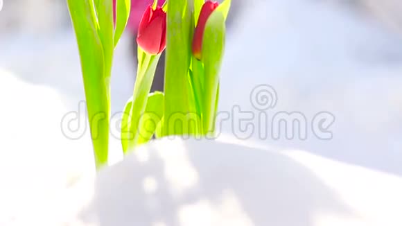 鲜雪中的红花郁金香视频的预览图