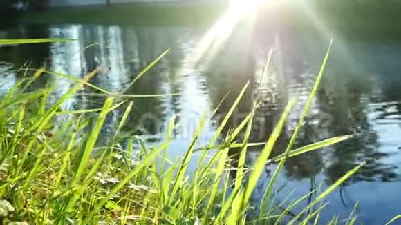 湖阳光绿公园自然视频的预览图