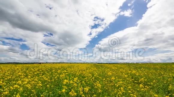 田野里美丽的黄籽花视频的预览图