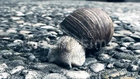 蜗牛在混凝土人行道上爬行视频的预览图