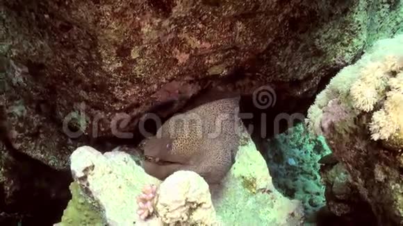 更干净的濑鱼在珊瑚礁上清洗海鳗视频的预览图