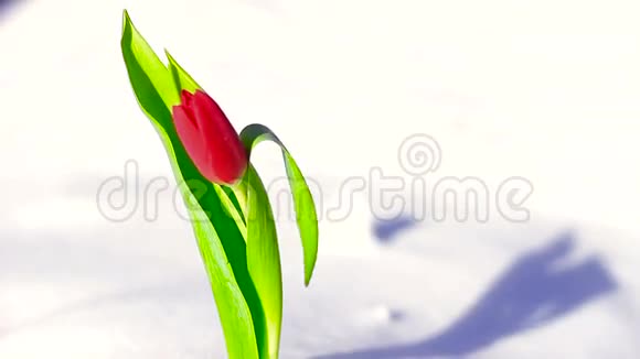 鲜雪中的红花郁金香视频的预览图