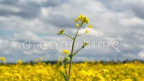 田野里美丽的黄籽花视频的预览图