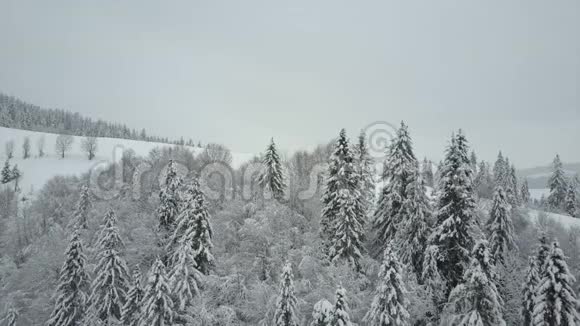 鸟瞰覆盖松树的冬山低飞越雪云杉林野生动物的美丽视频的预览图