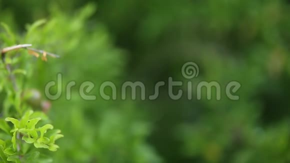 黑山树上的小石榴视频的预览图