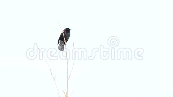 红翅黑鸟属视频的预览图