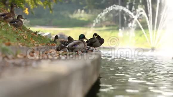 湖上的鸭子梅日希里亚视频的预览图