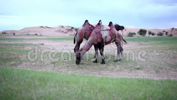 骆驼站在山脉前面视频的预览图