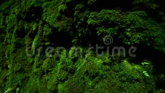 苔藓峡谷岩石背景视频的预览图