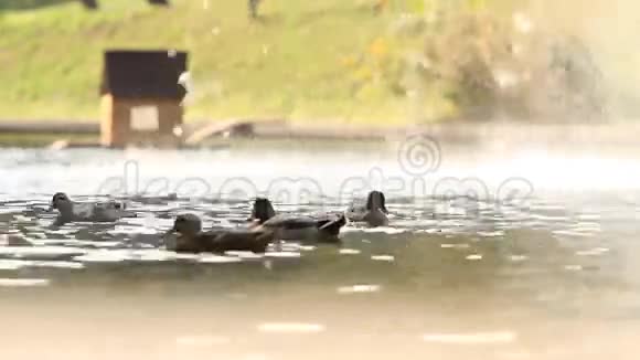 湖上的鸭子梅日希里亚视频的预览图