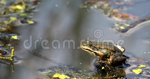 池塘上的绿沼蛙欧洲野生动物视频的预览图