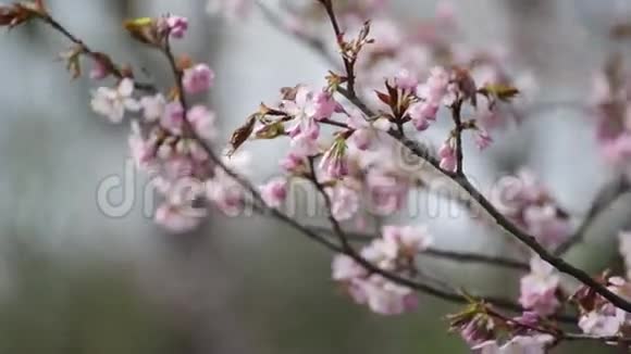 粉红色日本东方樱花枝视频的预览图