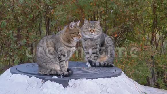 两只无家可归的灰猫坐在街上视频的预览图
