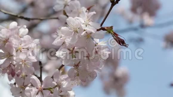 粉红色日本东方樱桃枝视频的预览图