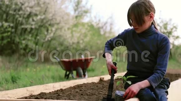 孩子从事春季种植少年在大自然中靠近床视频的预览图
