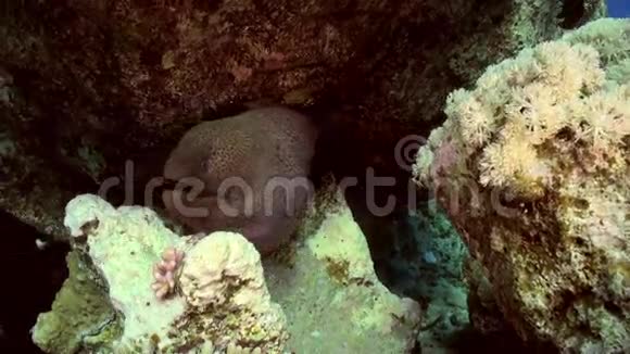 更干净的濑鱼在珊瑚礁上清洗海鳗视频的预览图