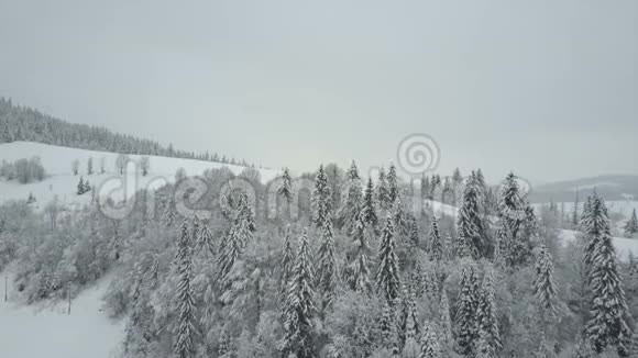 鸟瞰覆盖松树的冬山低飞越雪云杉林野生动物的美丽视频的预览图