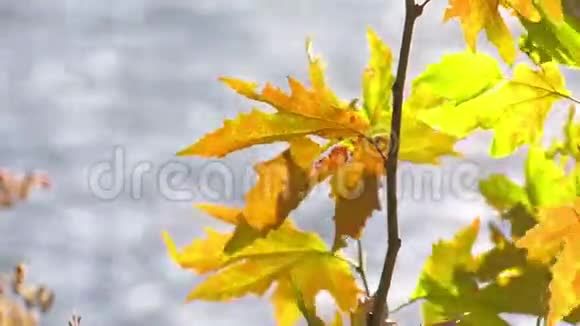 叶和湖水视频的预览图