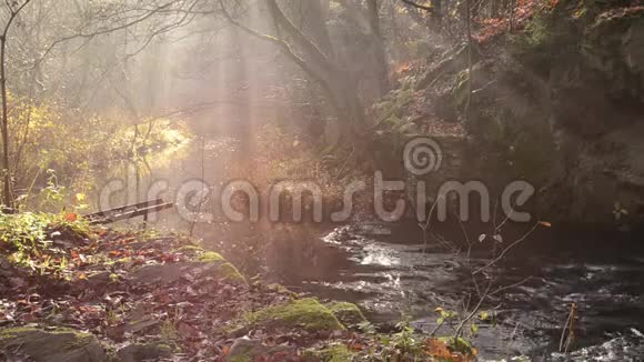 雾蒙蒙的秋林瀑布视频的预览图