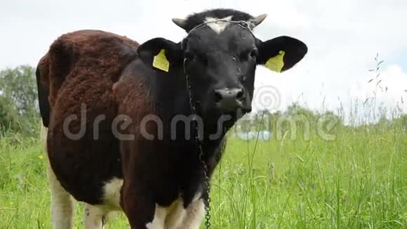 牛吃草虻视频的预览图