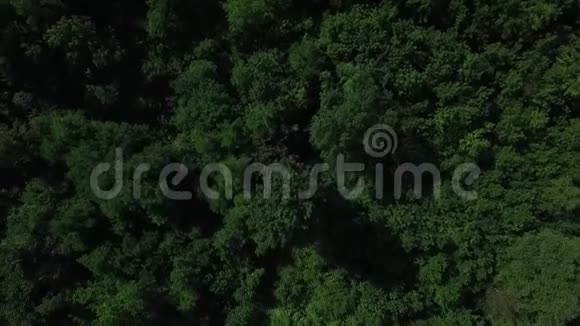 上面的森林视频的预览图