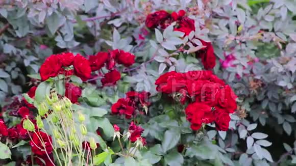 灌木丛上的红玫瑰视频的预览图