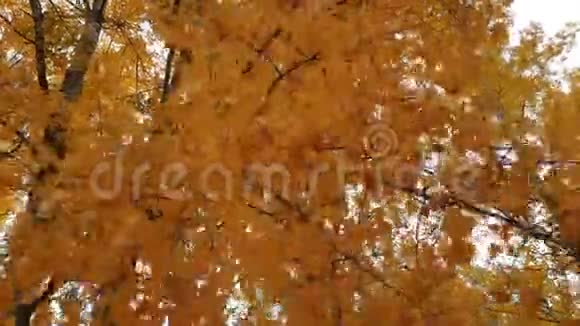 树上的黄叶视频的预览图