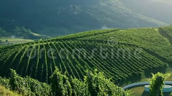克雷恩拍摄的风景优美的葡萄园背景令人惊叹视频的预览图
