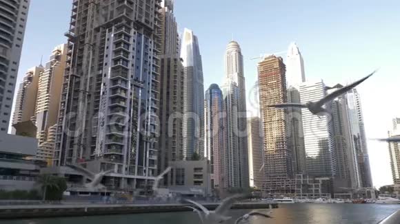 码头上的海鸥海鸥在摩天大楼的背景下飞过码头迪拜码头区阿拉伯联合酋长国迪拜市视频的预览图