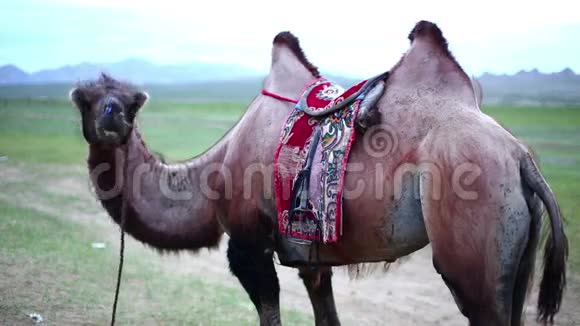 骆驼站在山脉前面视频的预览图