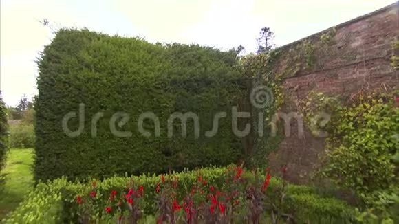 墙边的花园视频的预览图