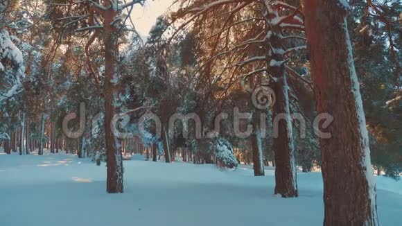 日落时的冬季美景冬松太阳林在雪地里的阳光运动冰封的生活方式视频的预览图